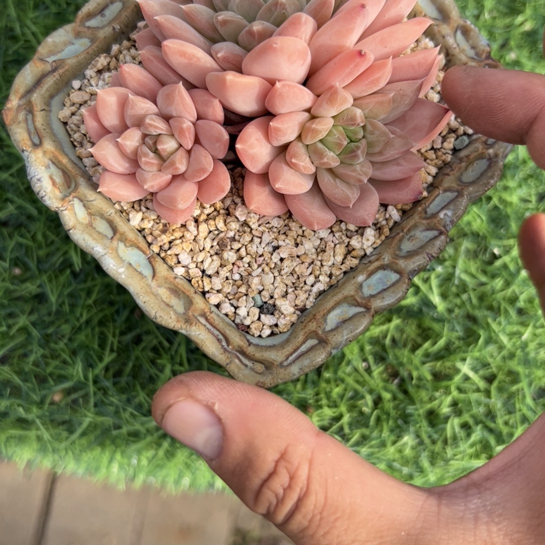 幻影美人多肉植物