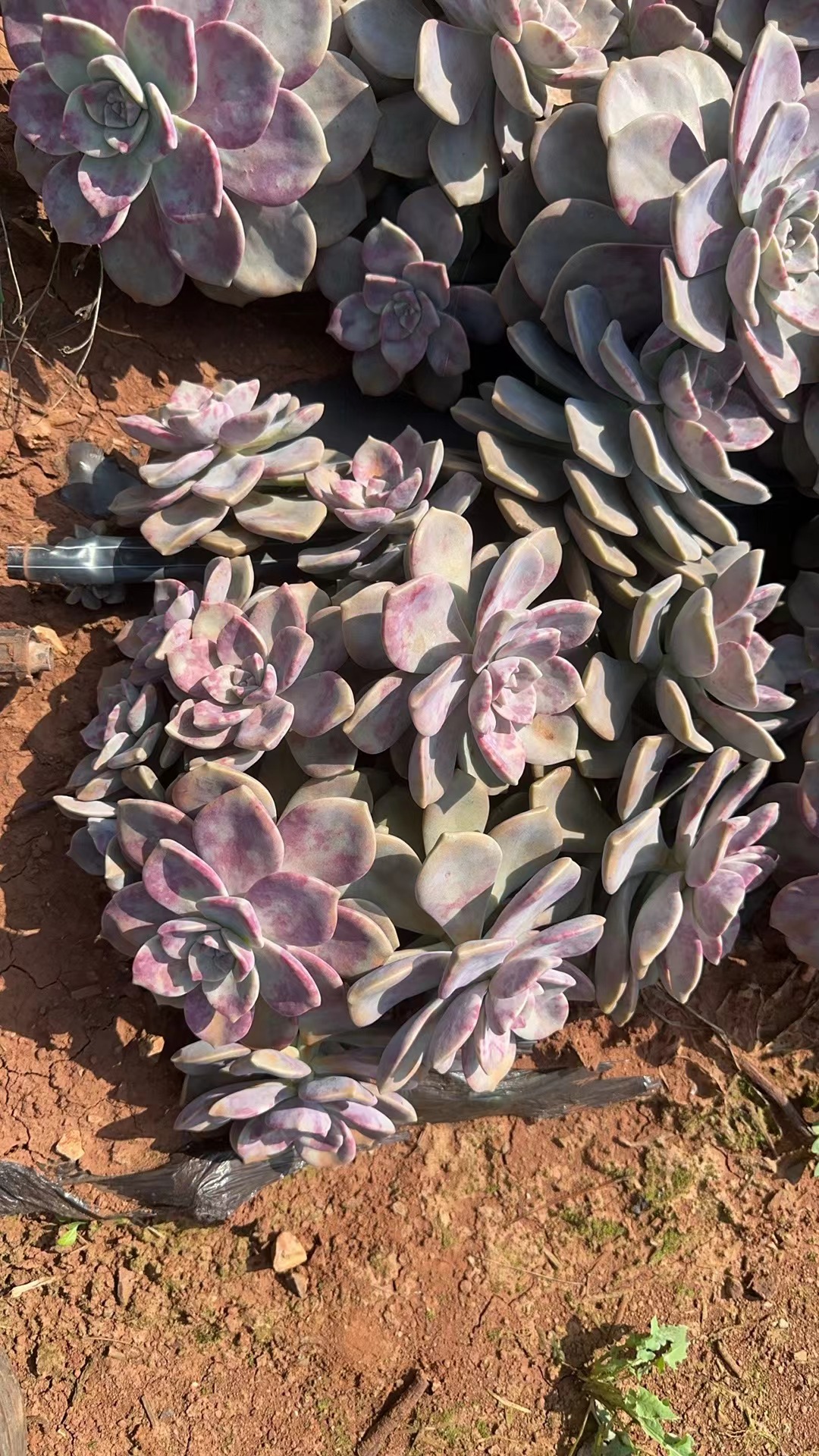 精品多肉  紫乐拍一发二