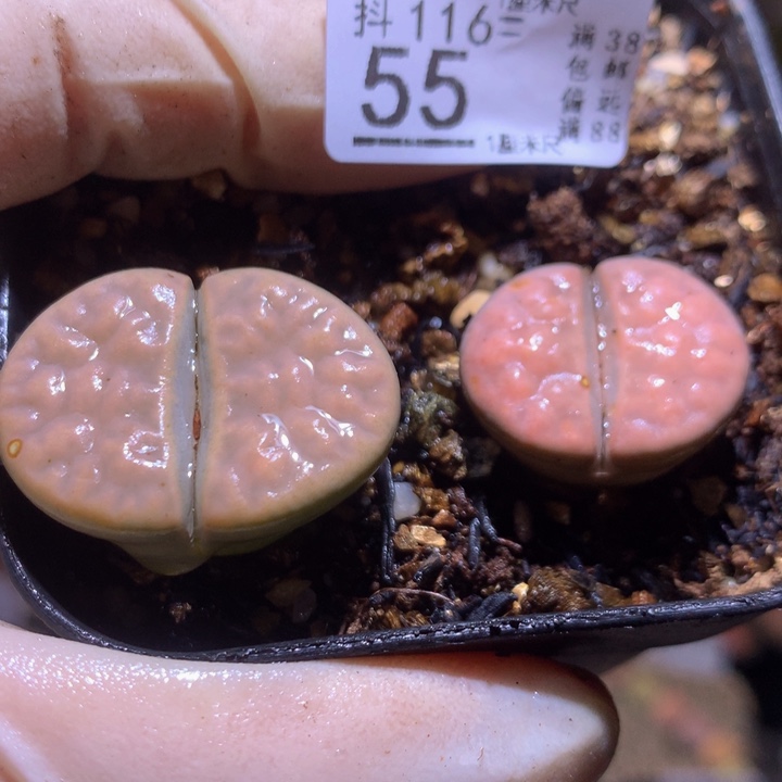 精品生石花116.55