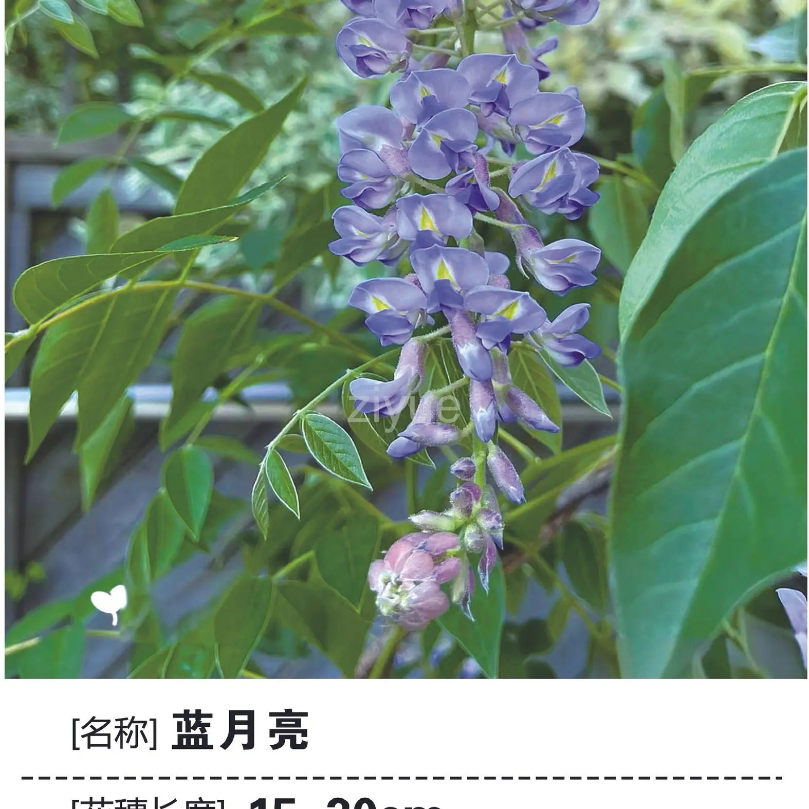 多季节开花蓝月亮