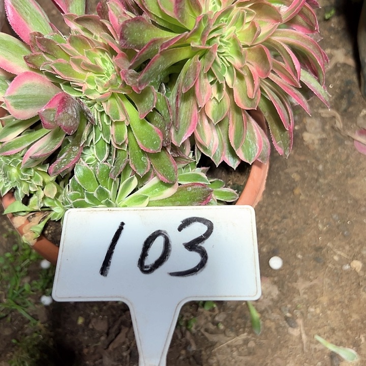 多肉植物女神缀花