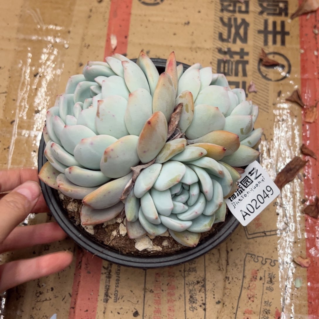 多肉一物一拍2049