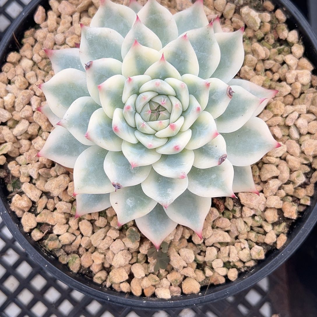 吉娃娃锦多肉植物