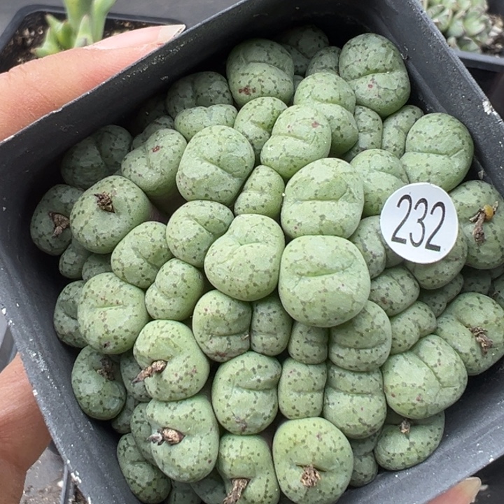 232号线这颗多肉有点好看