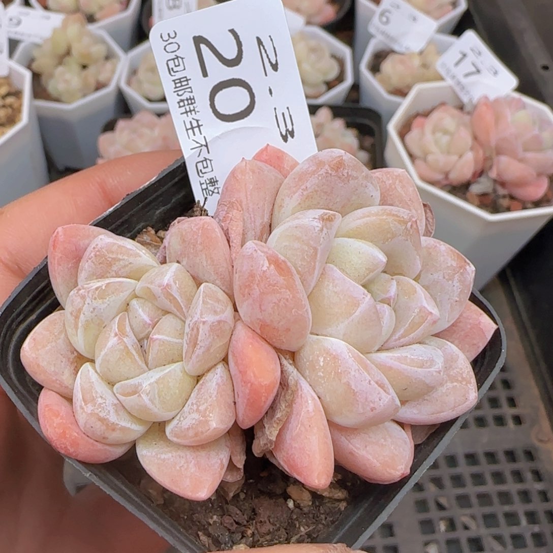 三头冰玉一颗脱土发货