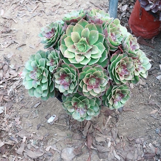 扶****万圣节法师00000012