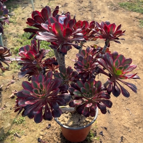 7-65丽娜朵朵多肉植物