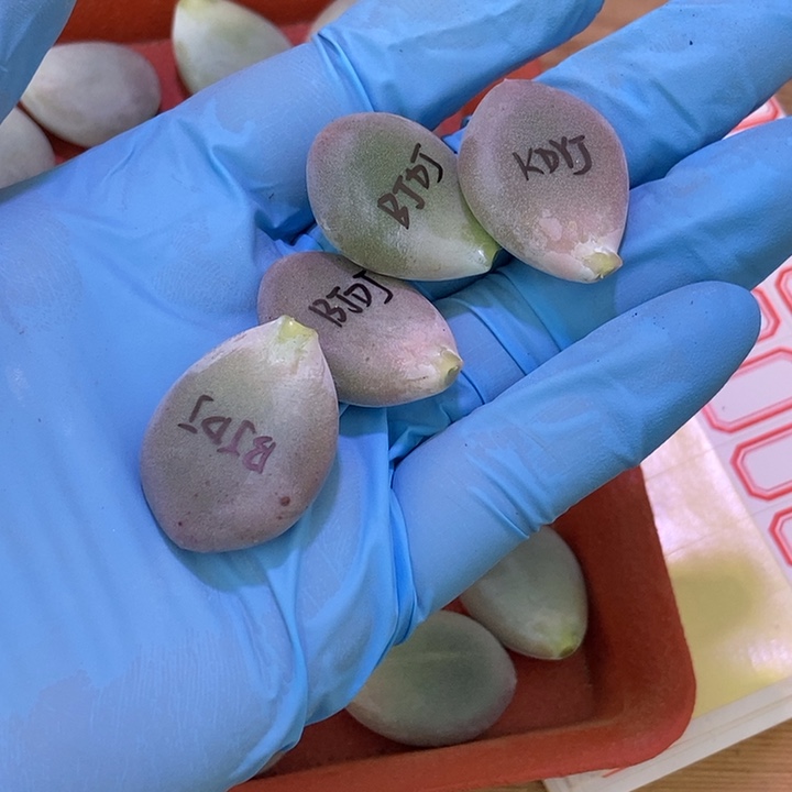 3***视白大叶奶酪锦基因多肉