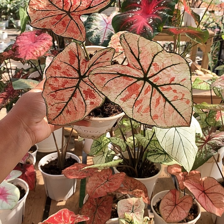 完全开放A005樱花雨