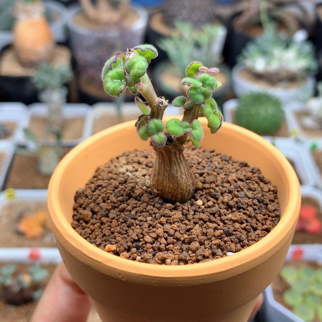 小爱氏延命草多肉带盆