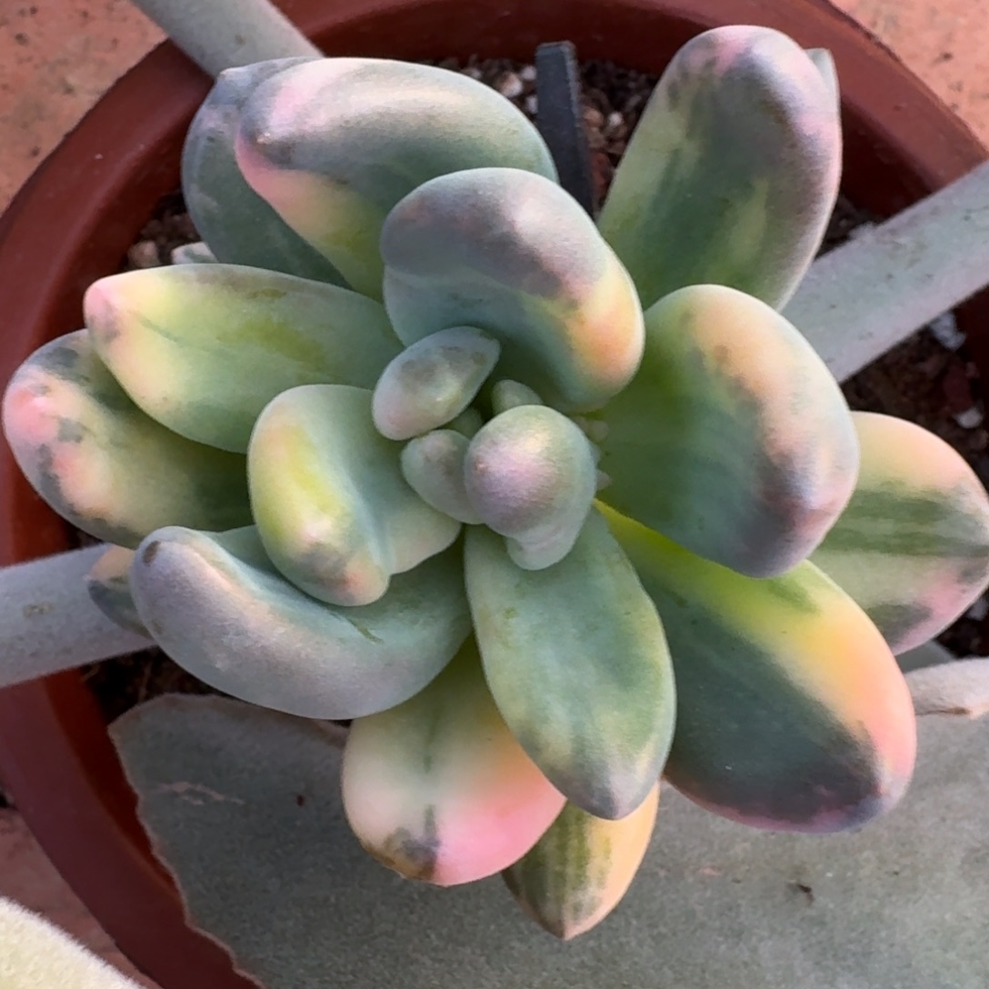 日***圆2735紫丽殿锦多肉植物