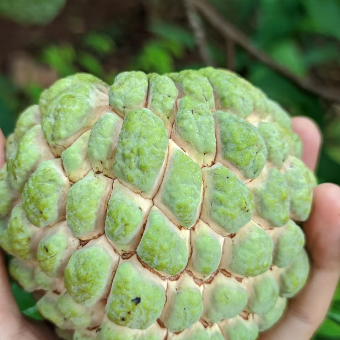新鲜释迦果（1000g）