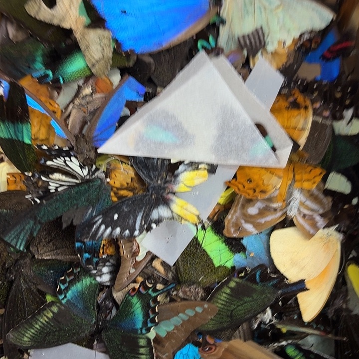 故***怡蝴蝶标本定制版218