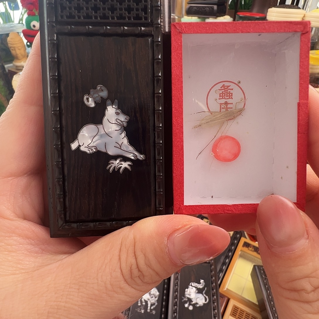 五***全哈哈哈狗盒子➕柬埔寨竹蛉