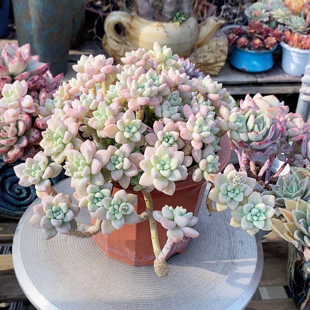 多肉植物奶酪蛋糕