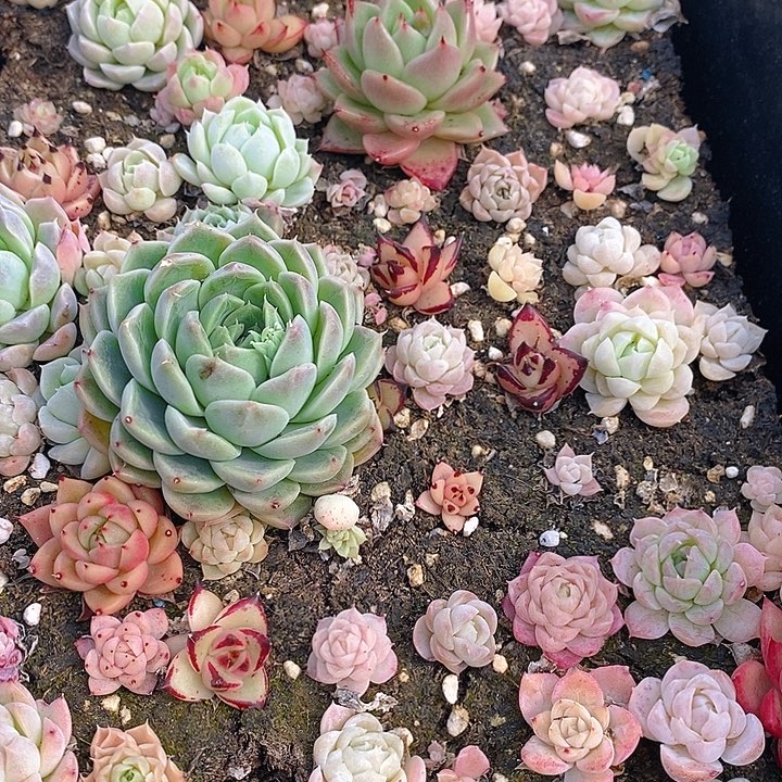 202 多肉植物盆栽花卉植物