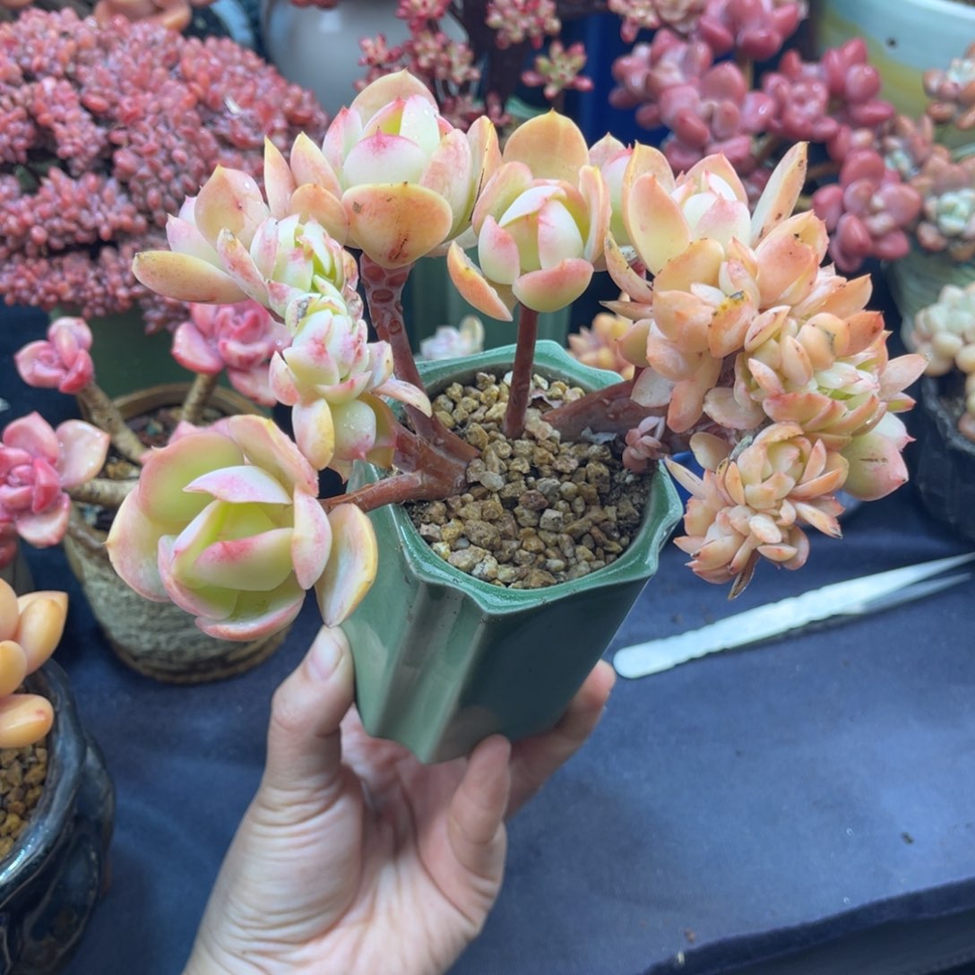 骑兵缀化 十五公分 带盆