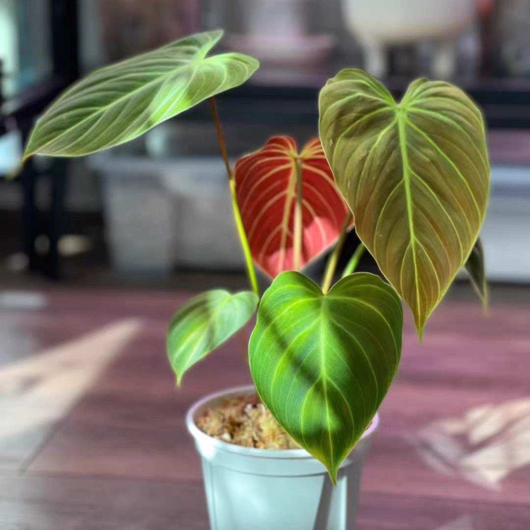 巧克力蔓绿绒原盆原土室内好养美观赏叶植物