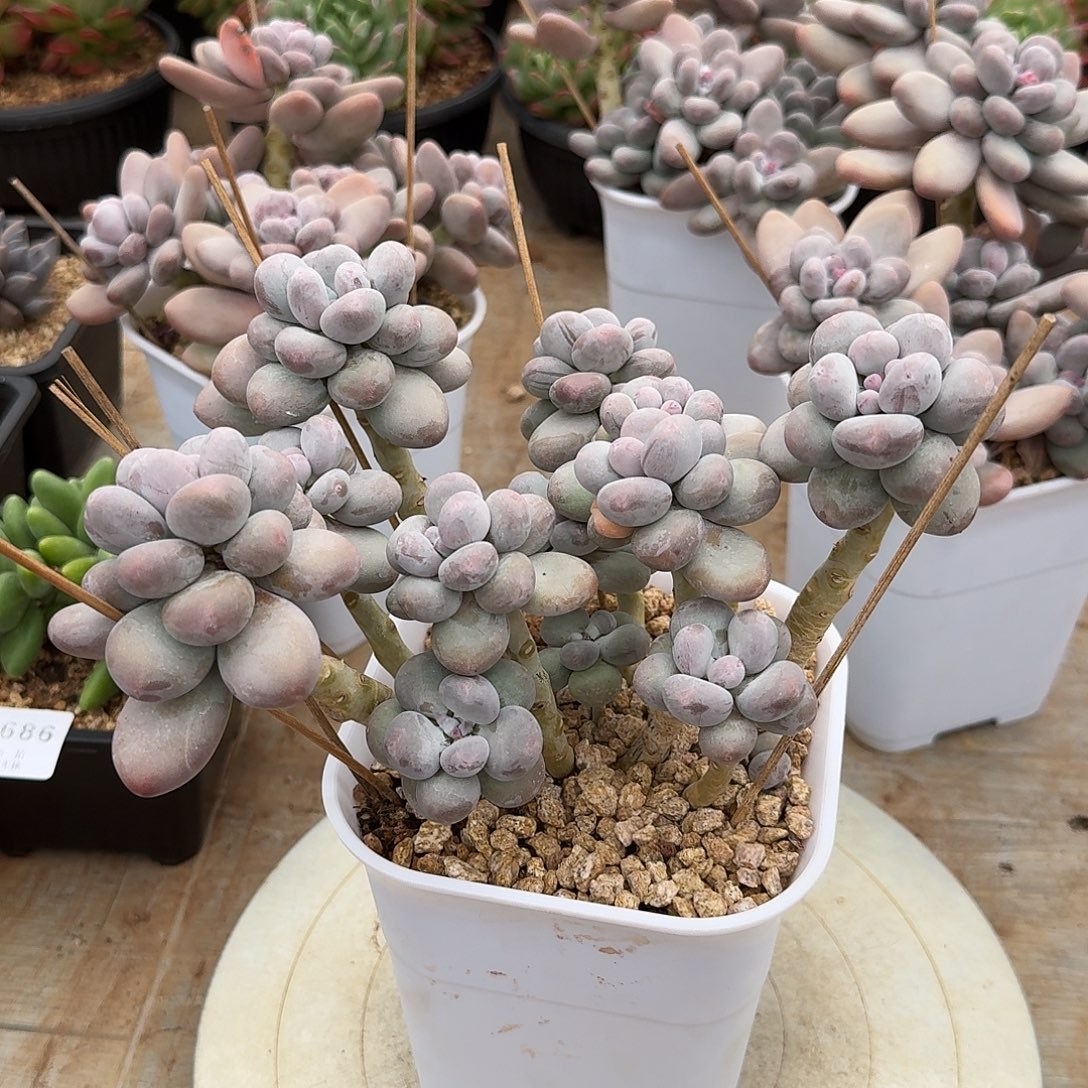 桃美人整无砍老桩群生