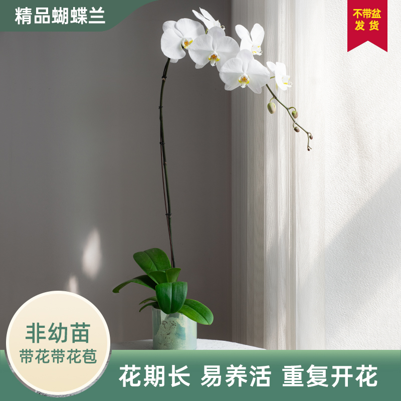 【金色池塘】蝴蝶兰【大白V3】室内超大花 客厅花卉 带花带花苞好养