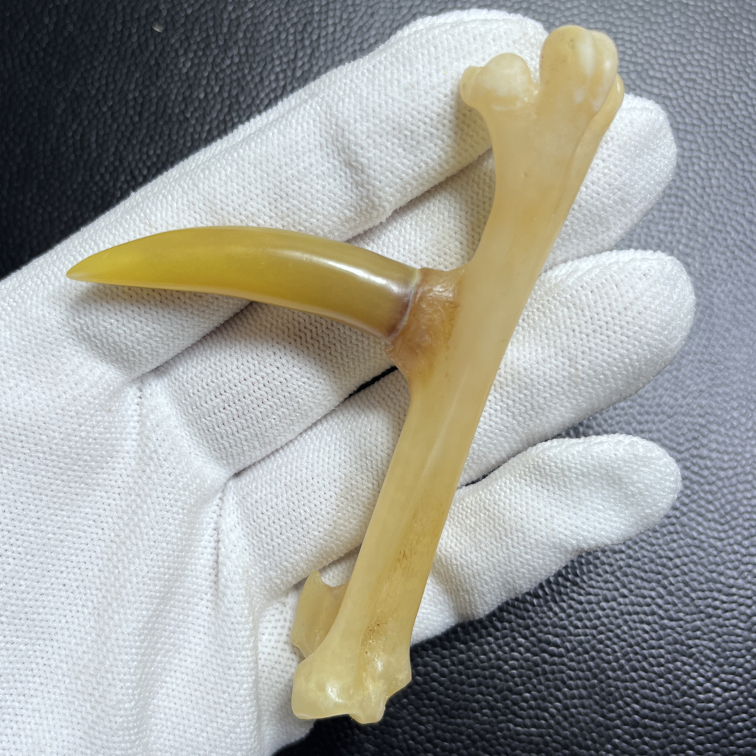 鸡爪骨手把件黄骨黄蹬单只