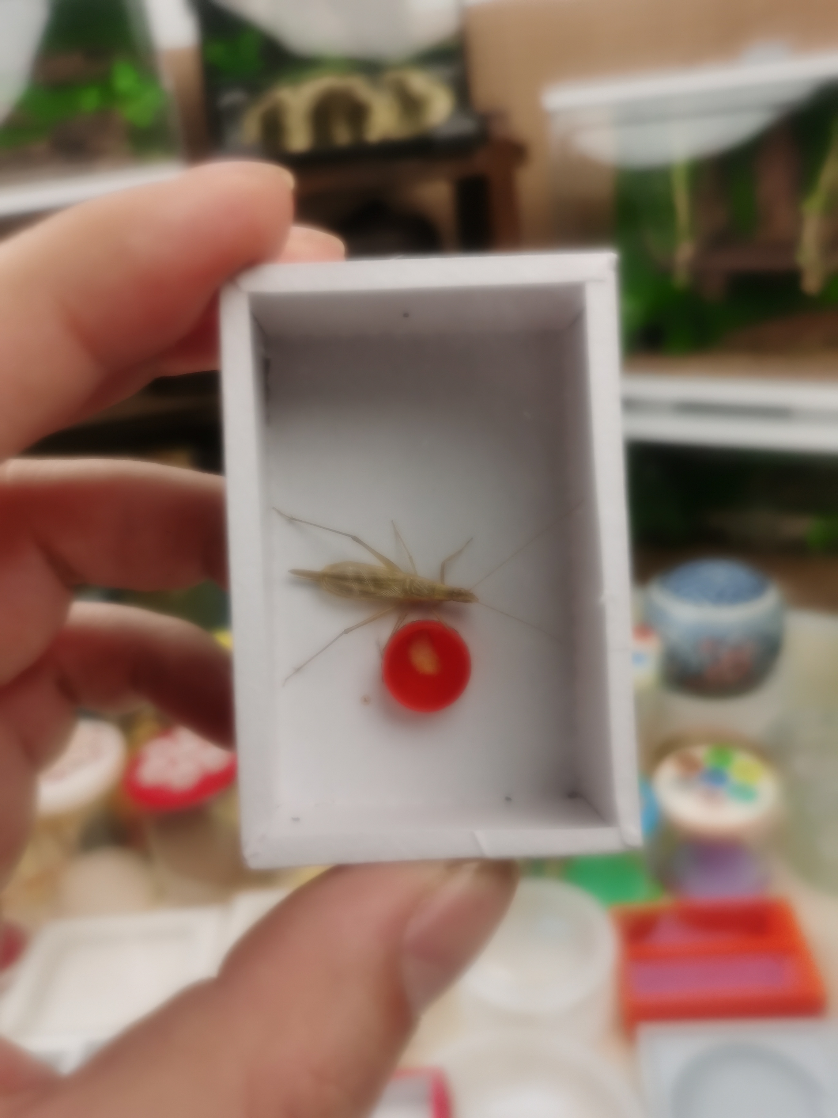 蚂蚁工坊柬埔寨竹蛉