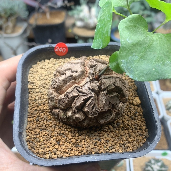 南非龟甲龙带盆5.3cm