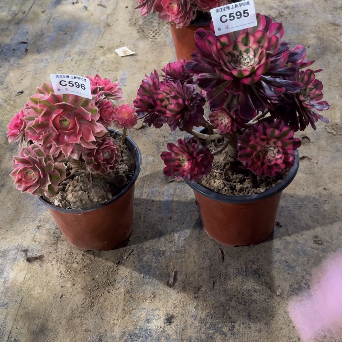 多肉植物595.596粉女巫，红铜白小颗
