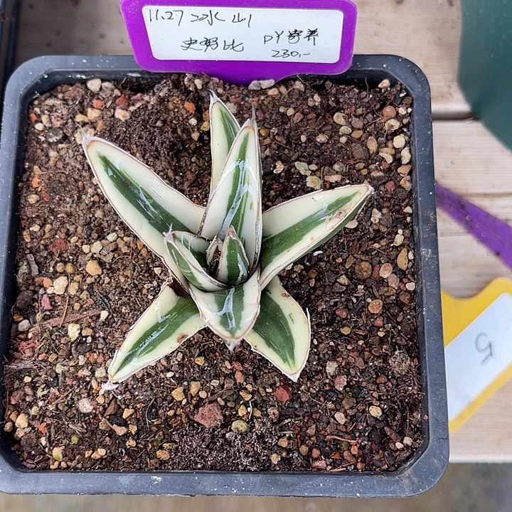 勋哥多肉冰山侧芽