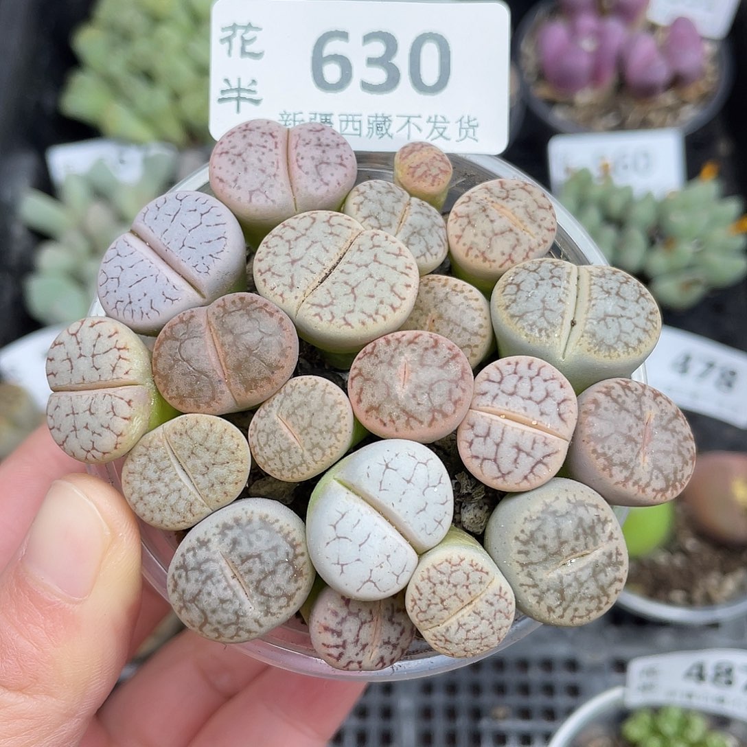 630000000花花花花花