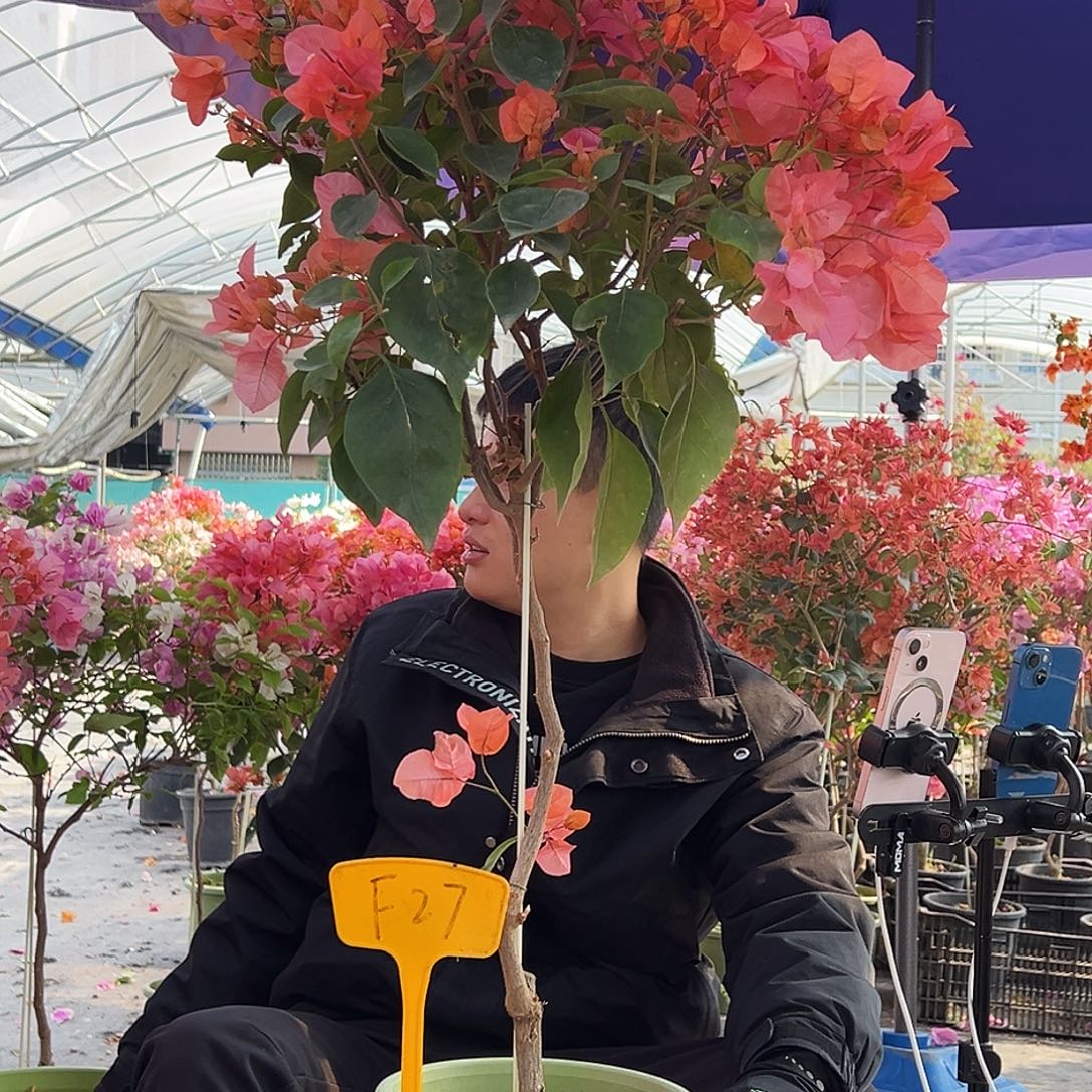 安***儿大部分花苞少量开放F27波妹