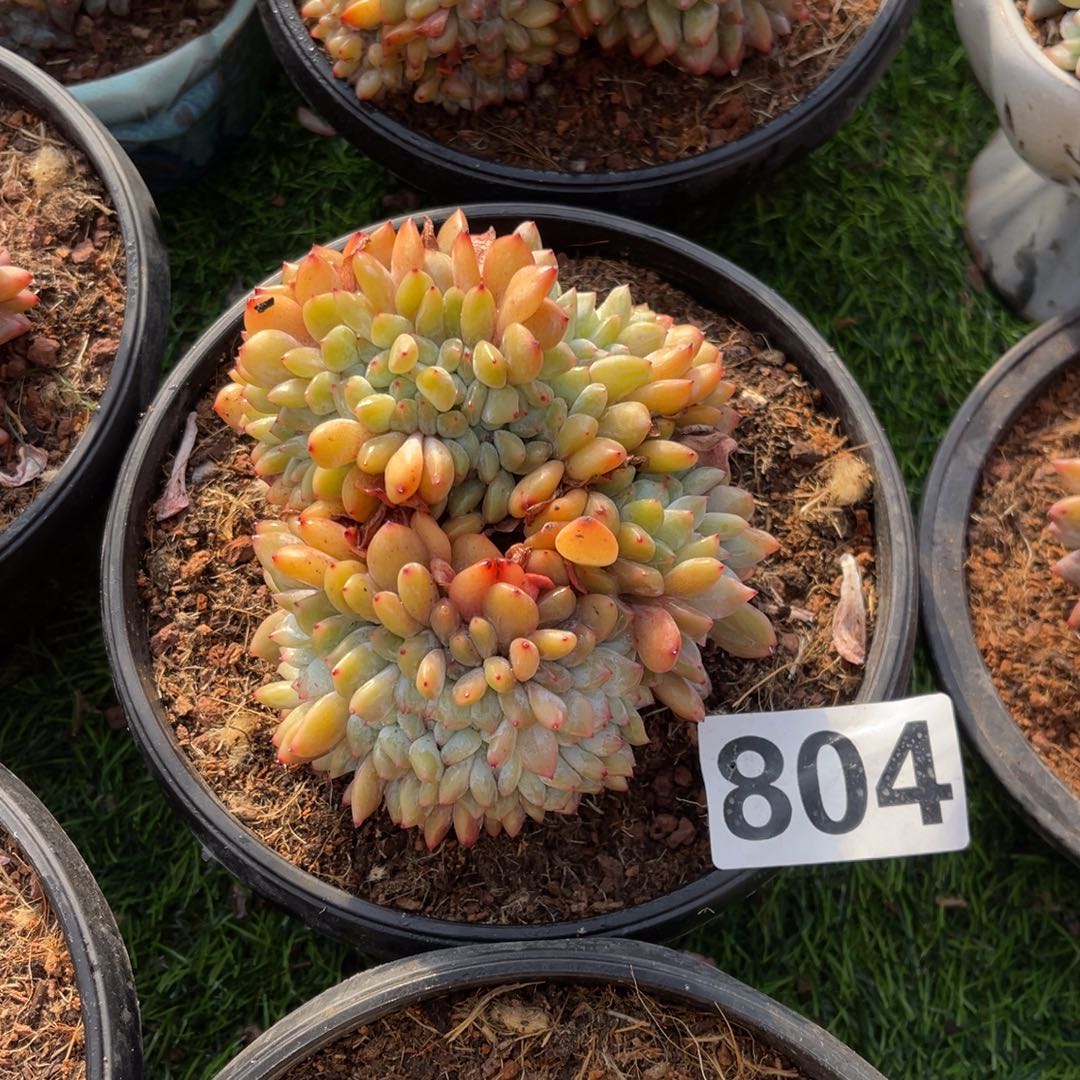 804号1588999999999999