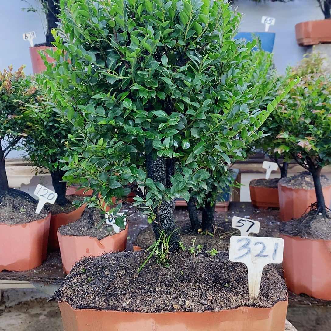 完全开放小叶紫檀