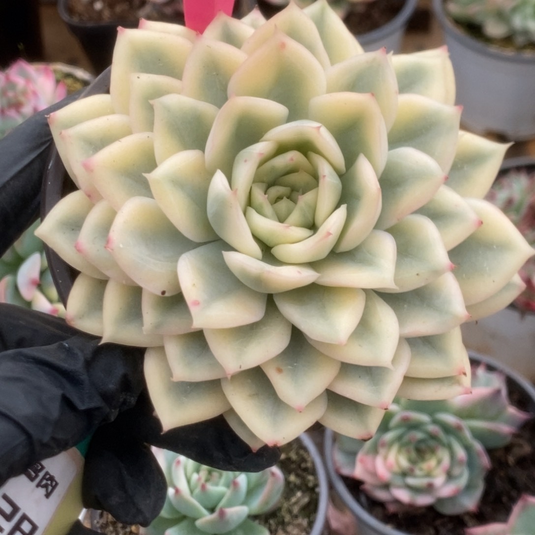 450月亮仙子锦锦锦锦锦锦