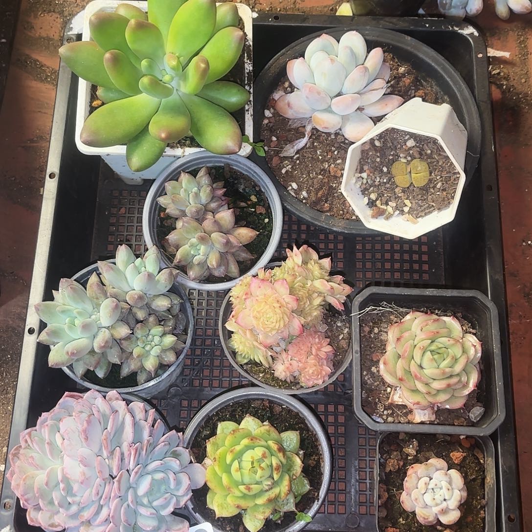 多肉植物空拍279号