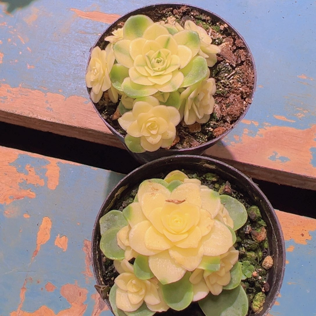 猫眼玫瑰套餐覆轮加全锦