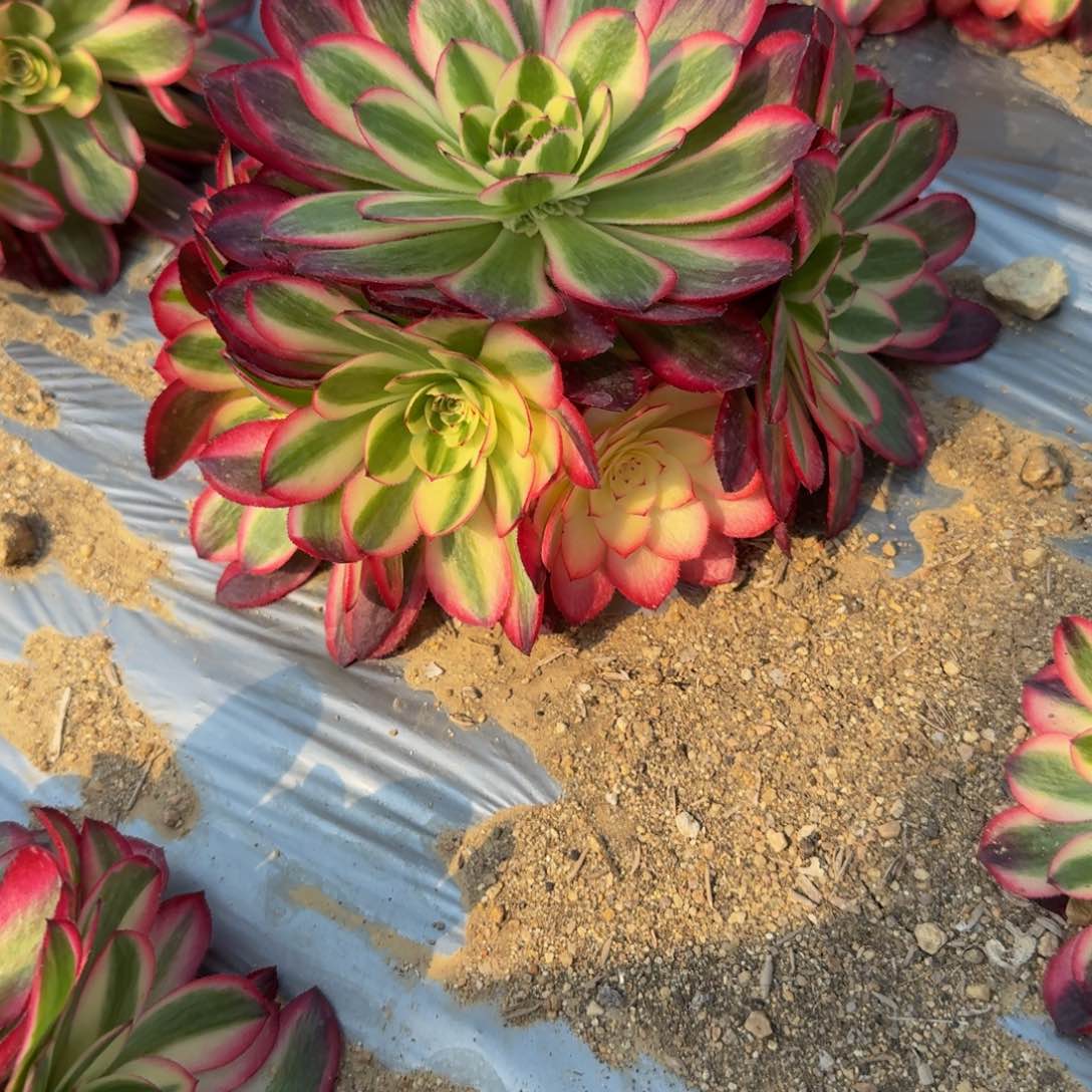 267荔枝。多肉植物