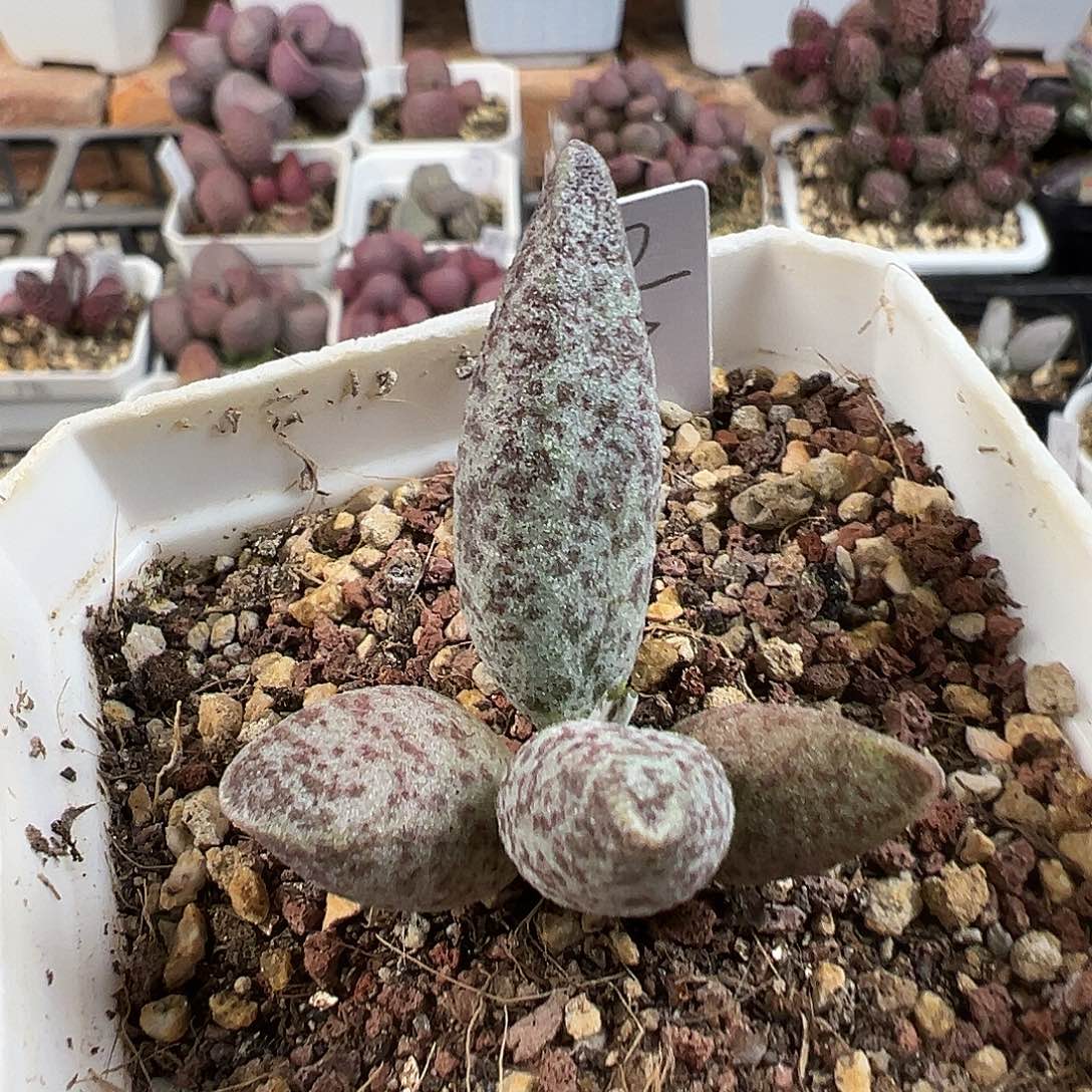 实生新品多肉水泡植物