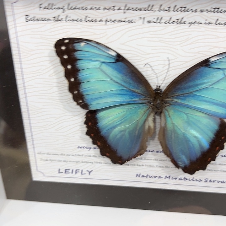 壹***、蝴蝶标本定制202@