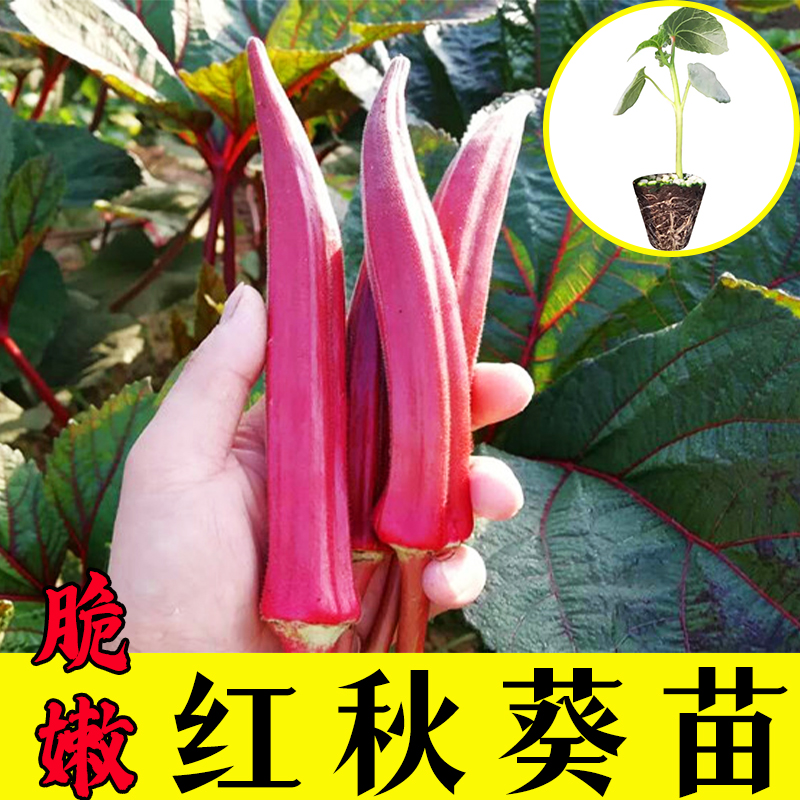 【秋葵苗】高产不易老超嫩红秋葵秧苗四季可种盆栽阳台种植带土发货