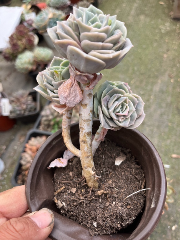 可爱玫瑰多肉一物一拍