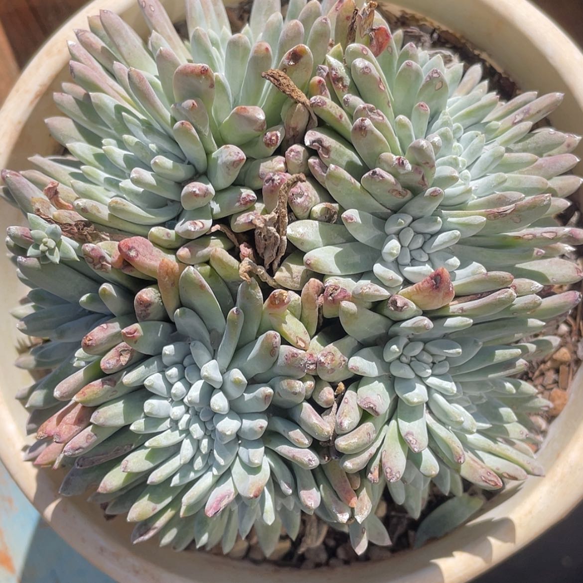 【闪购商品】60007