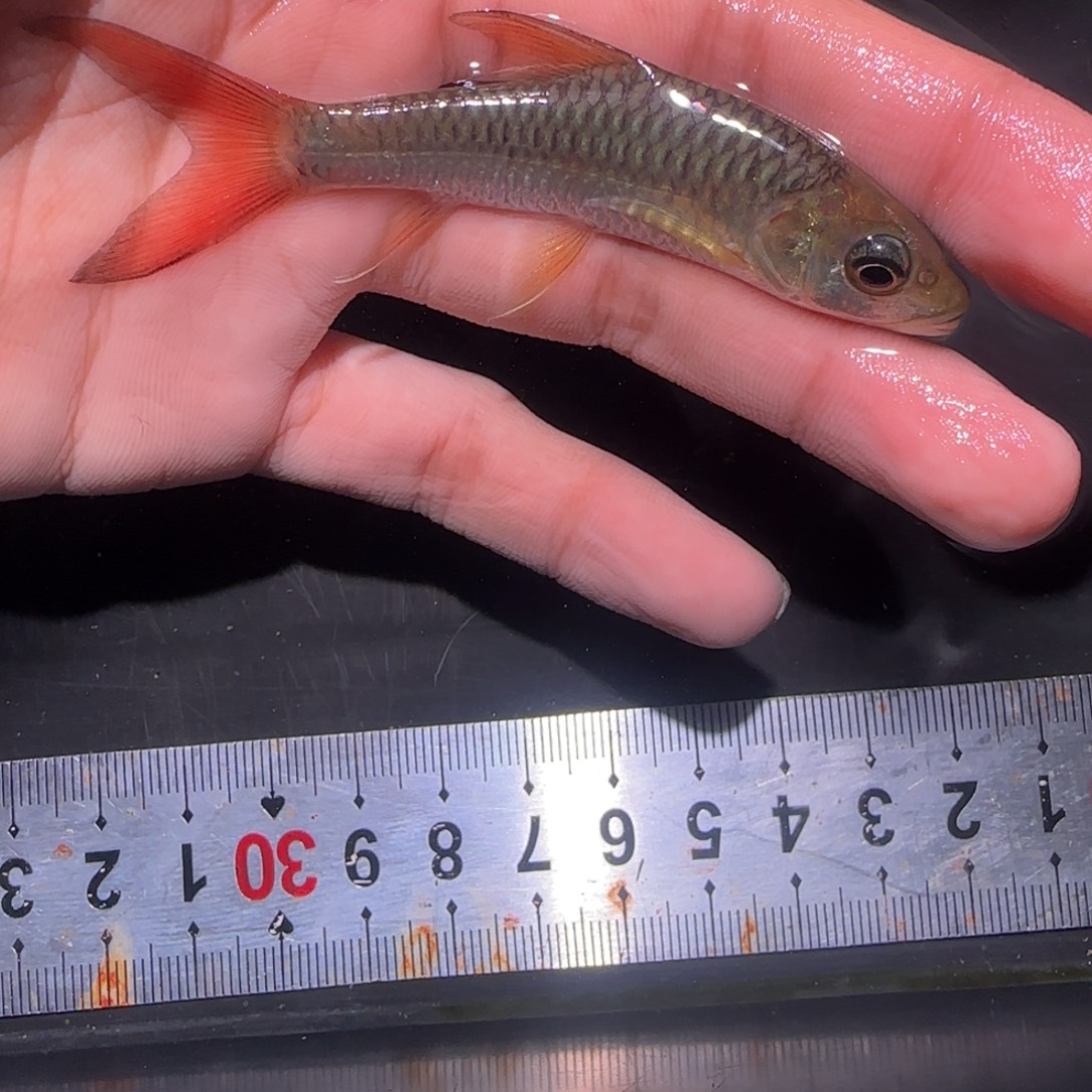 海水鱼缅甸盈江盈江结鱼