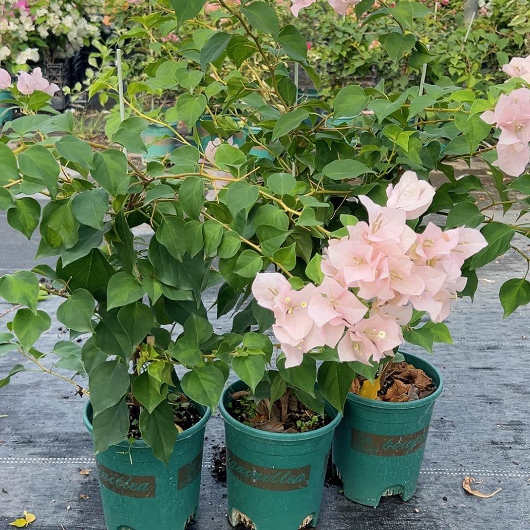 大部分开放少量花苞暗斑丽人一颗