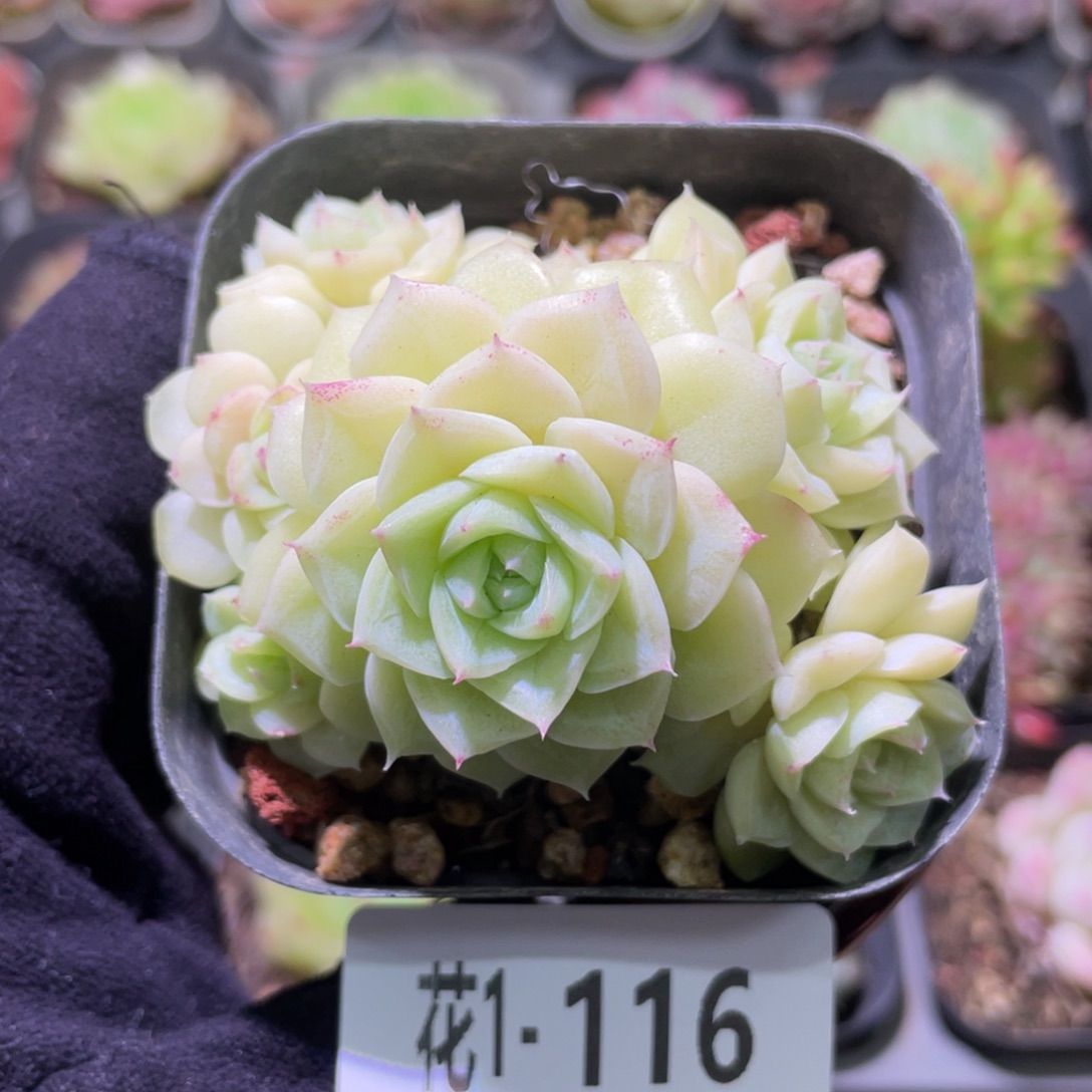 花利美1-116白天鹅