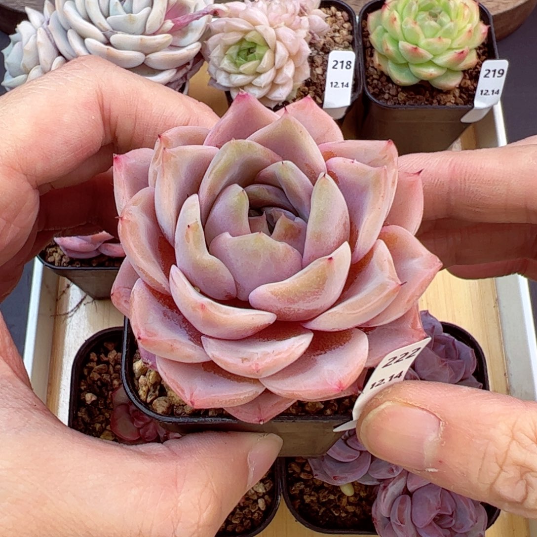 好好看222，哈哈哈哈