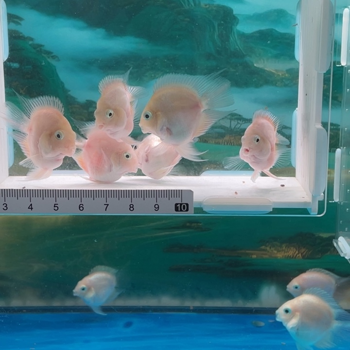 鹦鹉鱼白金对91号单