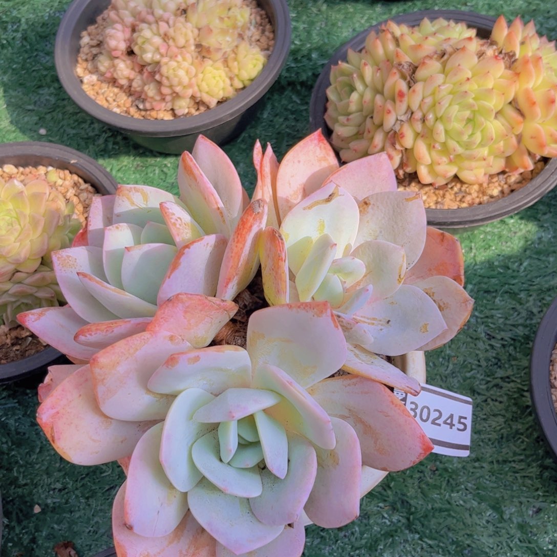 用***3国版奶茶多肉植物30245