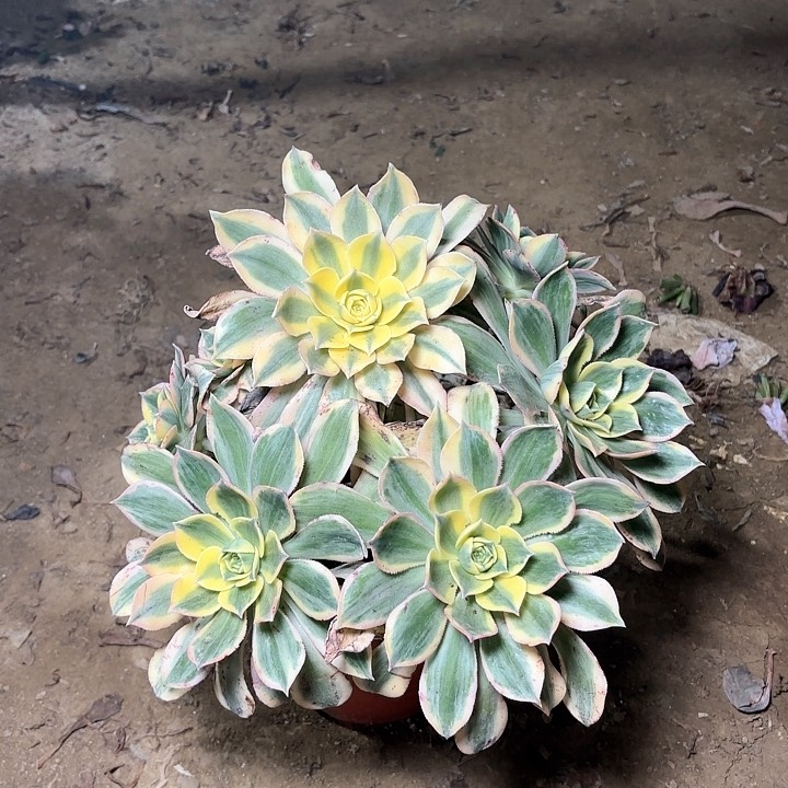 多肉植物法师灿烂27