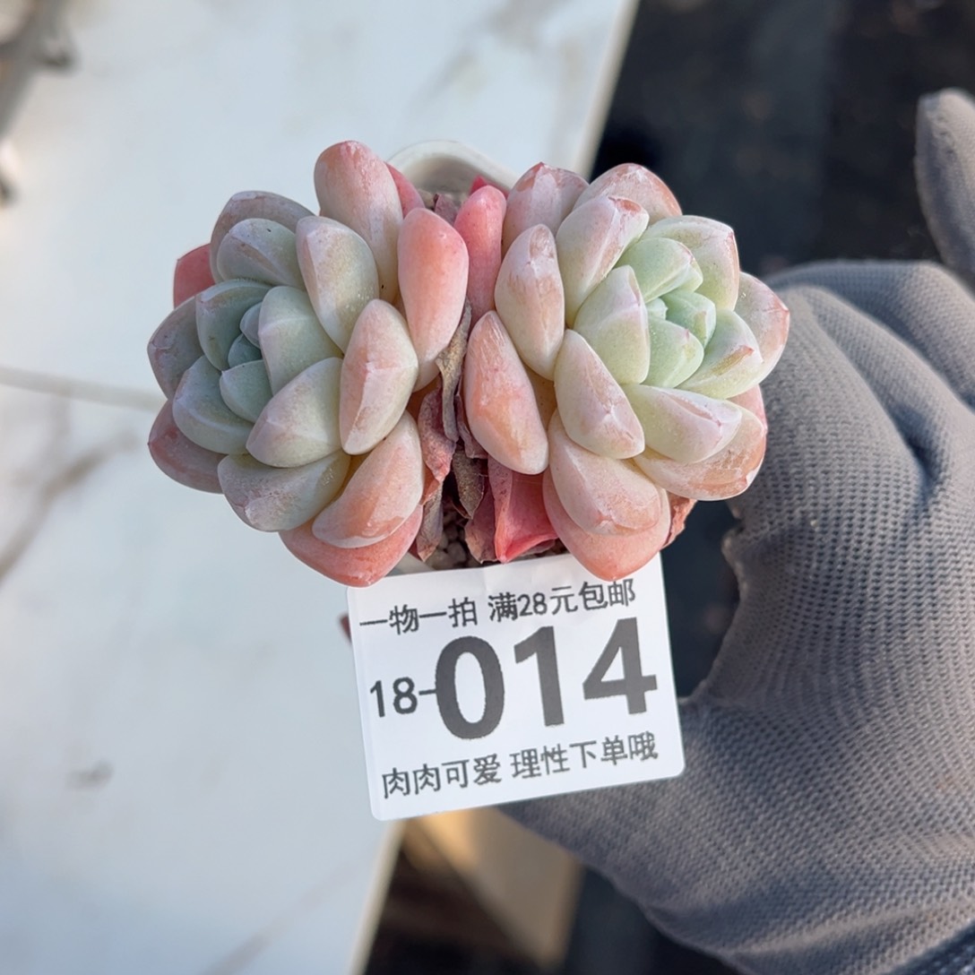 冰玉，多肉多肉多肉多肉